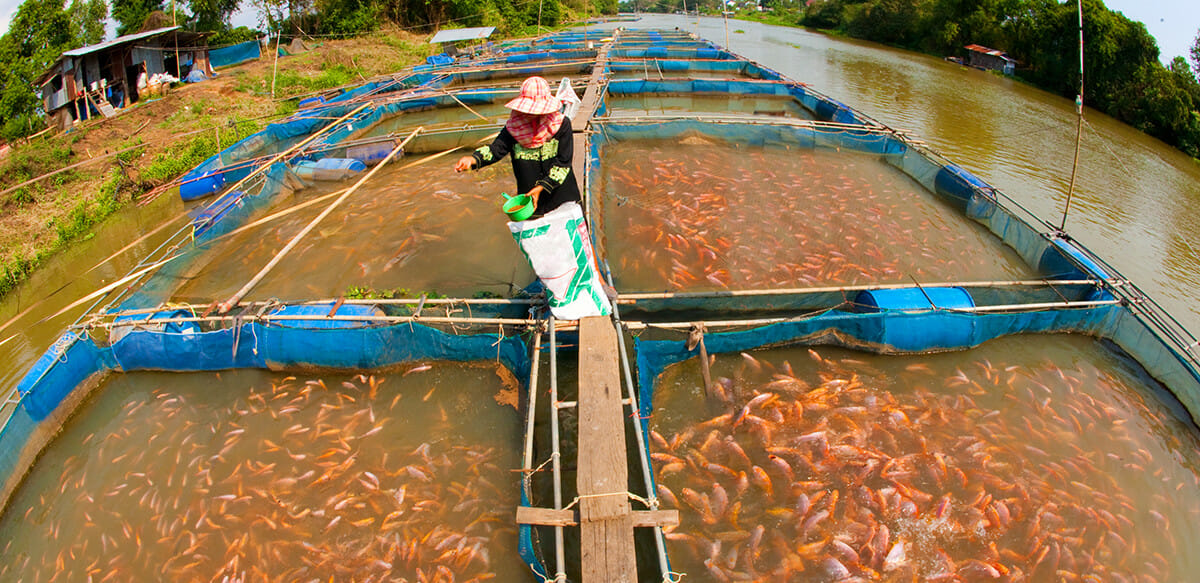 Fish: Fishing and fish farming in aquacultures - ProVeg International